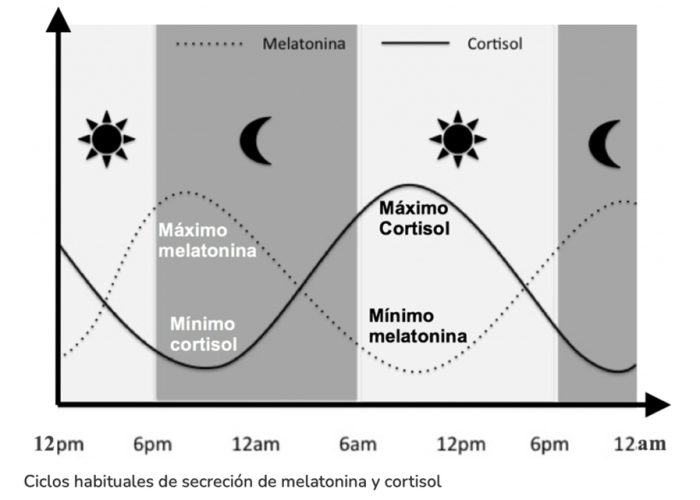 ciclo_cortisol